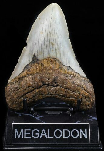 Megalodon Tooth - North Carolina #59033
